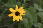 Cucumberleaf sunflower